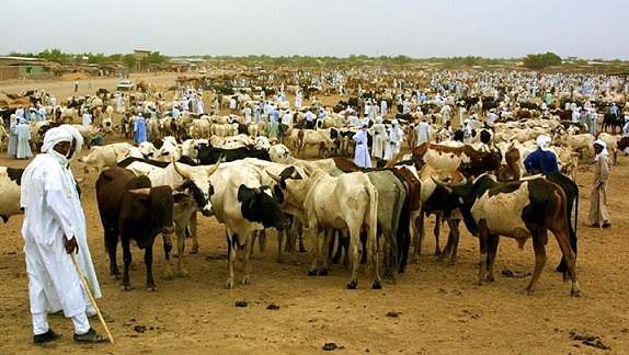 La FAO appuie la production de vaccins pour le cheptel au Tchad