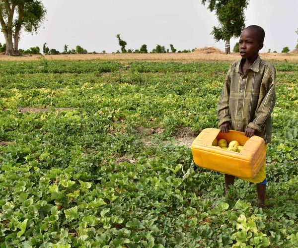 Nourrir l’Afrique malgré la maladie