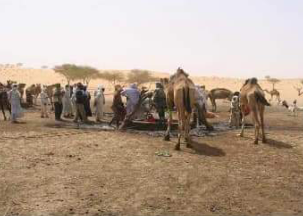 Des cadres du Kanem tirent la sonnette d’alarme sur le vol des dromadaires