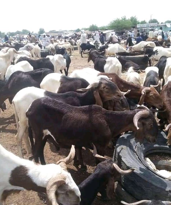 La fête de tabaski : trop des spéculations sur les prix des moutons