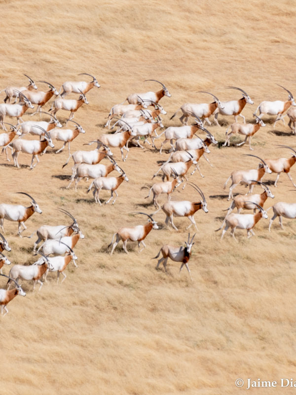 Cop28 : l’oryx algazelle, autrefois « Éteint à l’état sauvage », est désormais de retour dans la nature au Tchad