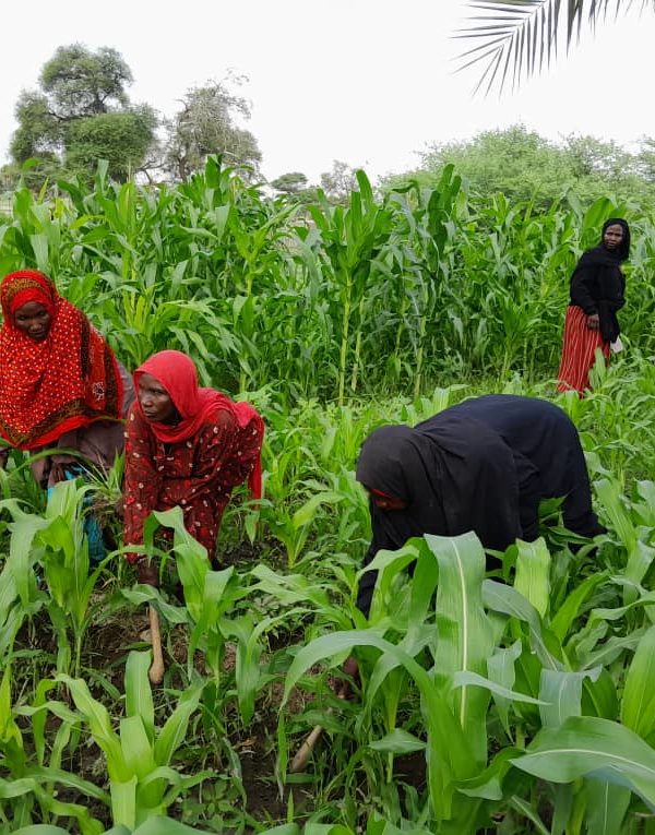 Barh-El-Gazel : la pluie prend le relais pour les cultures maraîchères