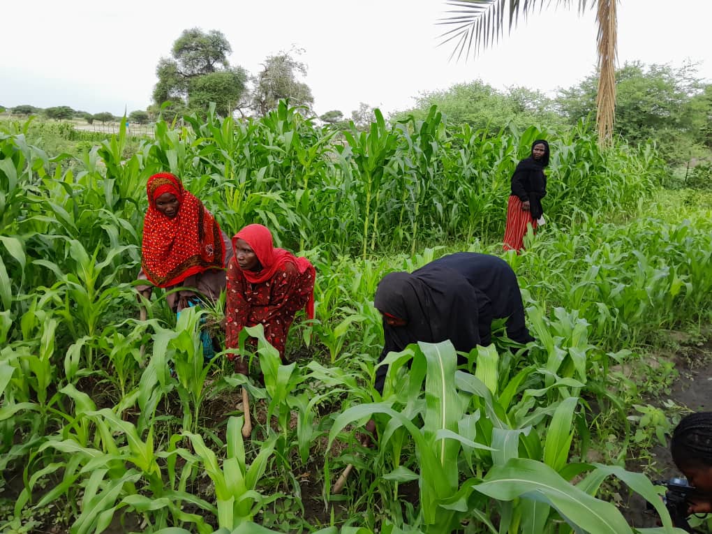 Barh-El-Gazel : la pluie prend le relais pour les cultures maraîchères 1