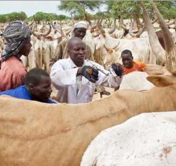 Le Cicr lance une campagne de vaccination du bétail au Lac Tchad